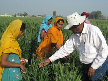 Rajaram in wheat fields with farmers