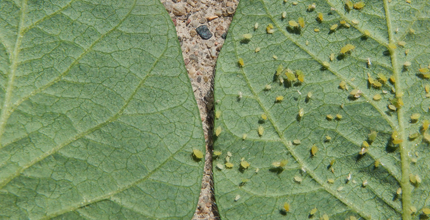 Two soybean leaves. The left one is resistant to aphids and has none on it. The right one is susceptible to aphids and has many.