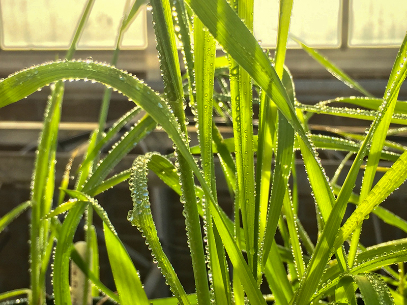 wheat closeup in greenhouse