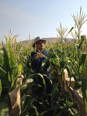 researcher in maize field