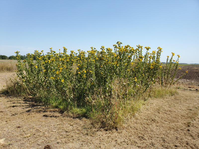 small plot of silflowers in field