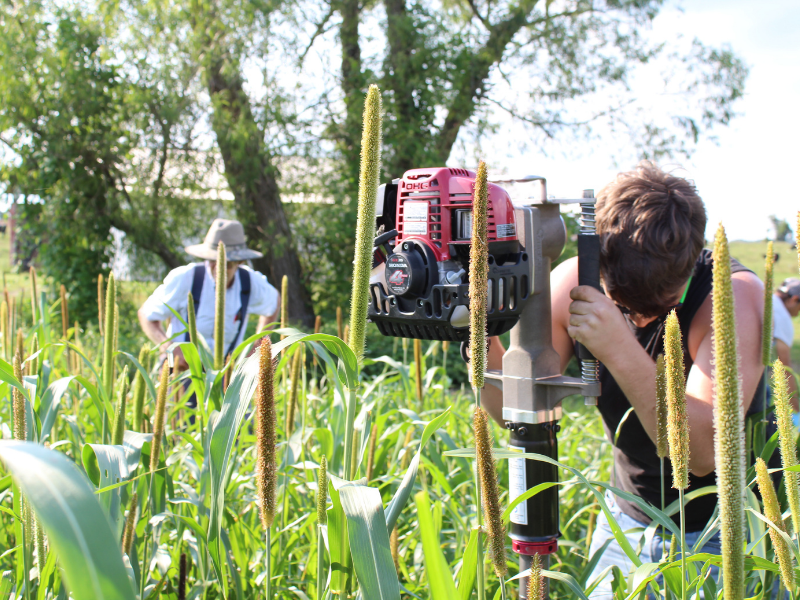 Collecting soil cores in field