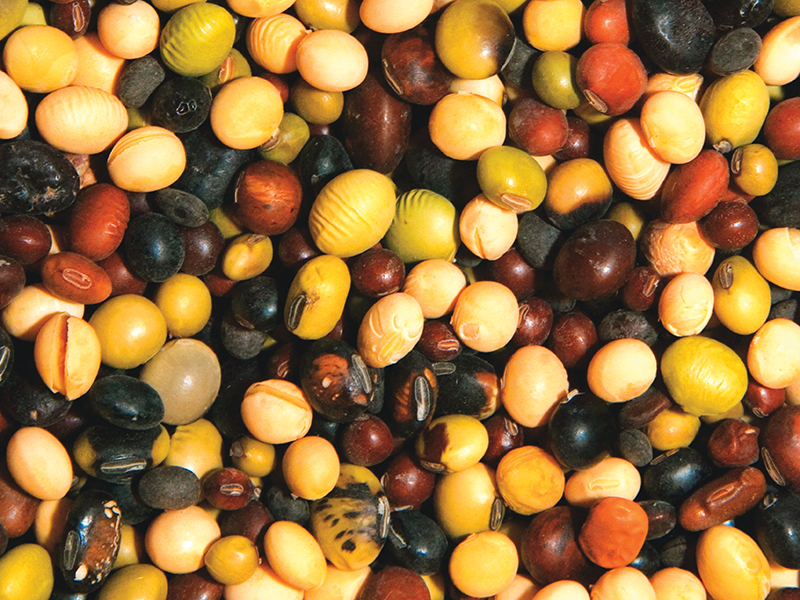 diverse soybeans