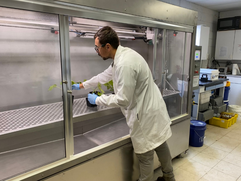 Scientist in lab preparing sweet potato treatment sample plants in a growth chamber. 