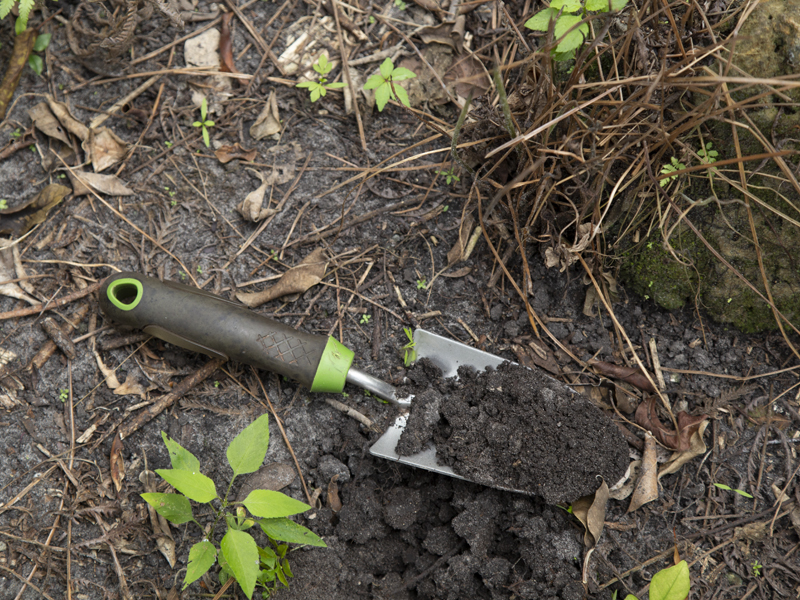 Hand shovel holding soil sample