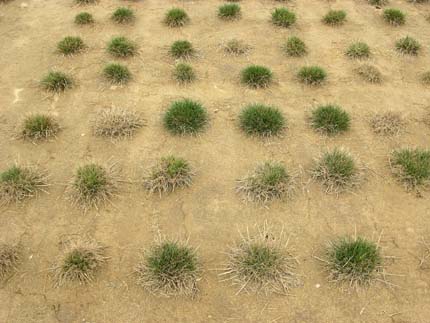 turgrass in research field