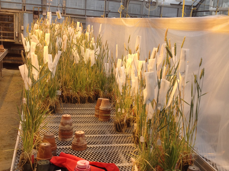 Wheat plants on table in greenhouse.