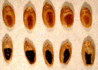 rows of waxy and normal wheat kernels