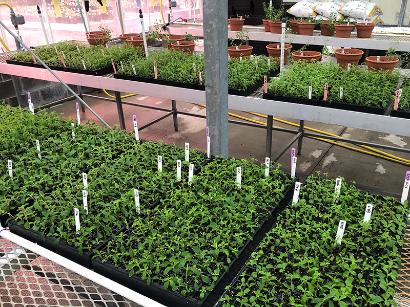 Stevia plants growing in trays in the greenhouse.