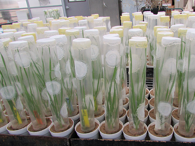 wheat plants enclosed with cylindrical plastic cages