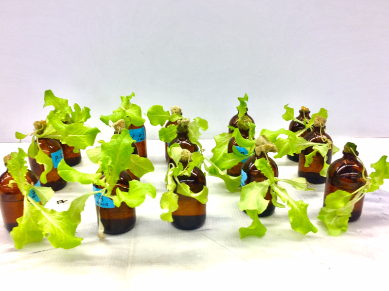 lettuce in brown bottles