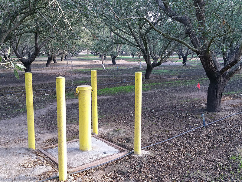 yellow pipes sticking up between almond trees at an orchard