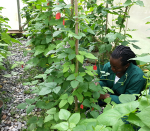 Research with cowpeas