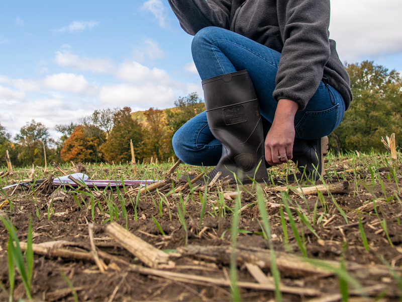 looking at soil microbial diversity in a field 