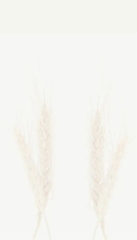 Wheat stems background