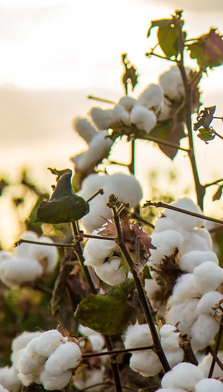 close up of cotton with sky in the background