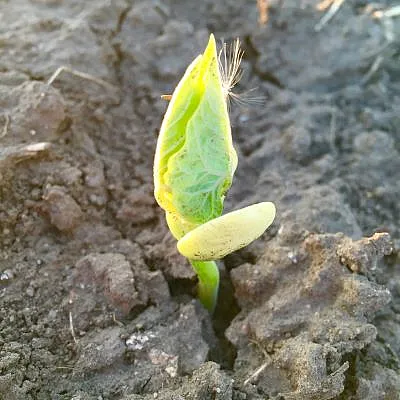 Pinto bean emergence